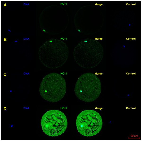 Localization of HO-1 in meiotically matured porcine oocytes (MII) (A) and in oocytes exposed to in vitro aging for 24 (B), 48 (C) and 72 (D) hours.