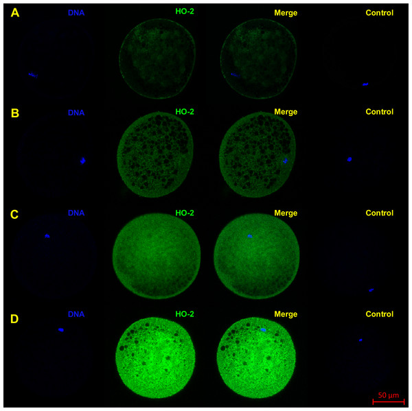 Localization of HO-2 in meiotically mature porcine oocytes (MII) (A) and in oocytes exposed to in vitro aging for 24 (B), 48 (C) and 72 (D) hours.