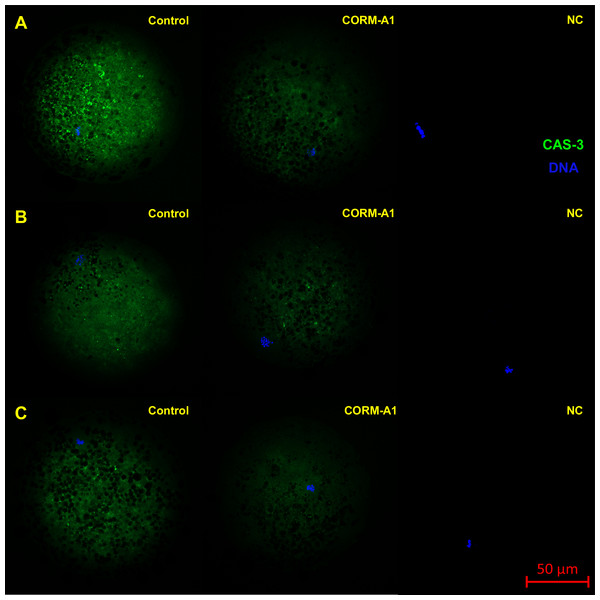 Typical expression pattern of activated CAS-3 (cleaved CAS-3) in porcine oocytes during in vitro aging for 24 (A), 48 (B) and 72 (C) hours in the presence of CO donor CORM-A1 at the concentrations of 25 and 50 µM.