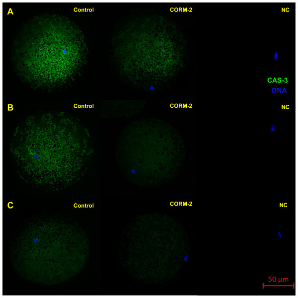 Typical expression pattern of activated CAS-3 (cleaved CAS-3) in porcine oocytes during in vitro aging for 24 (A), 48 (B) and 72 (C) hours in the presence of CO donor CORM-2.