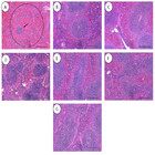 Mechanisms of action and in vivo antibacterial efficacy assessment of ...