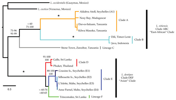 Majority rule consensus tree produced by Bayesian Analysis (GTR +Γ, unparitioned, Phycas) of the concatenated mitochondrial dataset of Ligia samples and outgroups included in this study.