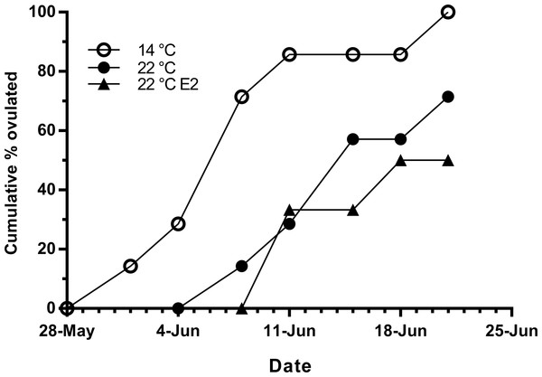 Cumulative ovulation in maiden S. salar spawners without hormone pellet implants held at 14 and 22 °C, and fish with E2 pellet implants held at 22 °C during autumn.