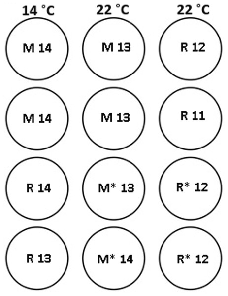 Experimental tank layout for thermal and hormonal manipulations from January 22nd.