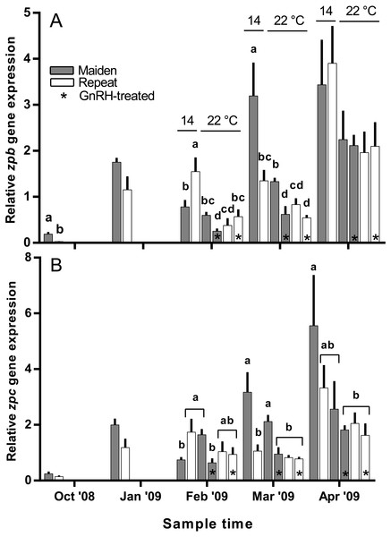 Mean + SEM (n = 6–7) hepatic zona pellucida B (A) and C (B) gene expression levels of maiden and repeat spawners exposed to 14 or 22 °C with or without GnRH implantation.