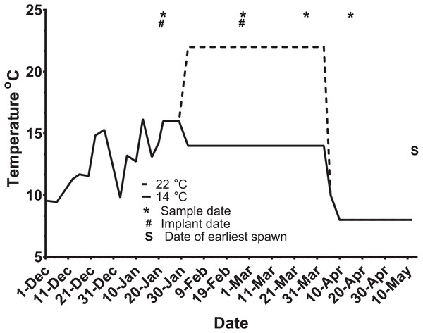 Thermal adjustment and hormone implantation timeline for untreated and GnRH-treated maiden and repeat spawning female Atlantic salmon broodstock maintained at 14 or 22 °C during vitellogenesis.