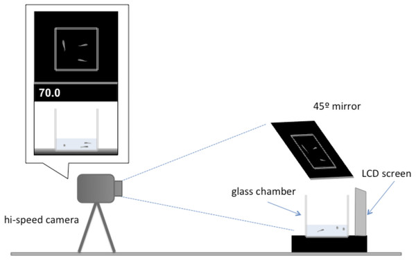 Illustration of the experimental setup.