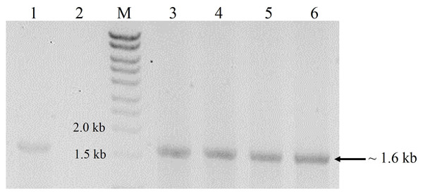 Agarose gel electrophoresis profiles of DNA extracted from P. pastoris X-33 transformants.