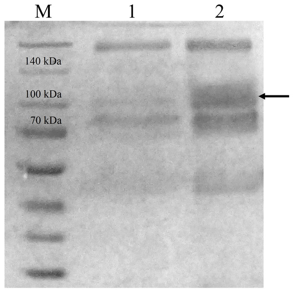 Sodium dodecyl sulfate-polyacrylamide gel electrophoresis (SDS-PAGE) profiles of concentrated crude protein extracts from P. pastoris X-33.