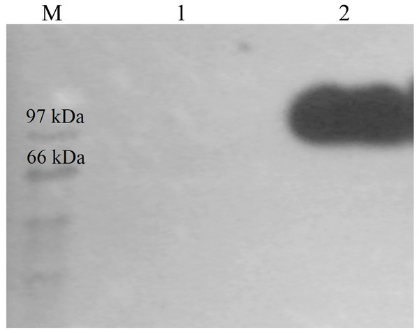 Western detection of purified CbhB from P. pastoris X-33.