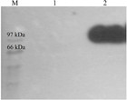 Cellobiohydrolase B of Aspergillus niger over-expressed in Pichia ...