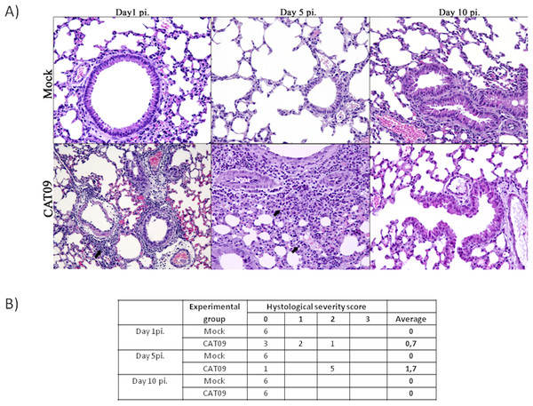 Histopathology of mice belonging to control and CAT09 groups at day 1, 5 and 10 pi.