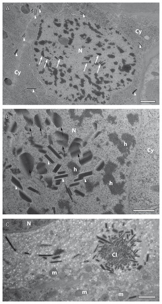 Preliminary ultrastructural evidence for the formation of mesostructured inclusions inside both the cytoplasm and nucleoplasm of A. franciscana obtained by cryopreparation.