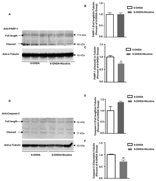 Nicotine pre-treatment inhibits PARP-1 and caspase-3 cleavage in striatal tissue from 6-OHDA mouse model of PD.
