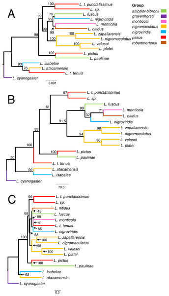Phylogenomic relationships among Liolaemus lizards from the Chilean groups, estimated with sequence capture data (protein-coding genes + UCEs) using maximum likelihood (A), quartet based (B) and gene-tree based methods (C).