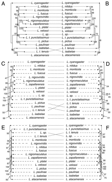 Mirror images of the phylogenies inferred using IQ-TREE (A: ultra-conserved elements; B: protein-coding genes), SVD quartets (C: ultra-conserved elements; D: protein-coding genes), and ASTRAL-II (E: ultra-conserved elements; F: protein-coding genes).