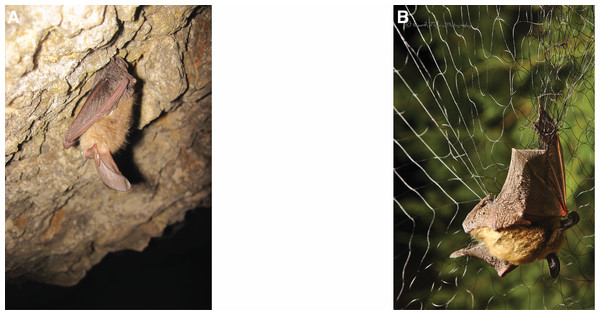 Differences in captures: cave and surface captures.