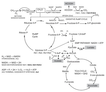 Oxygen-limited Metabolism In The Methanotroph Methylomicrobium 