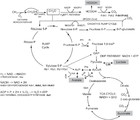 Oxygen-limited metabolism in the methanotroph Methylomicrobium ...