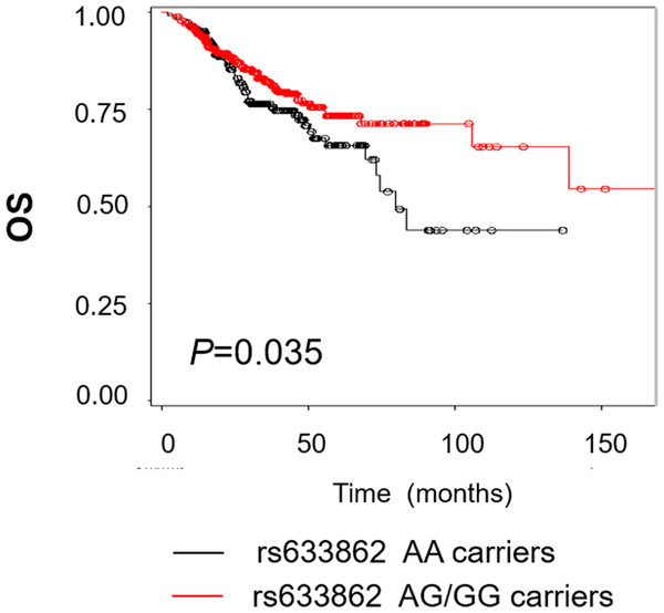 Kaplan–Meier estimates for the survival of patents according to rs633862 genoty pes.