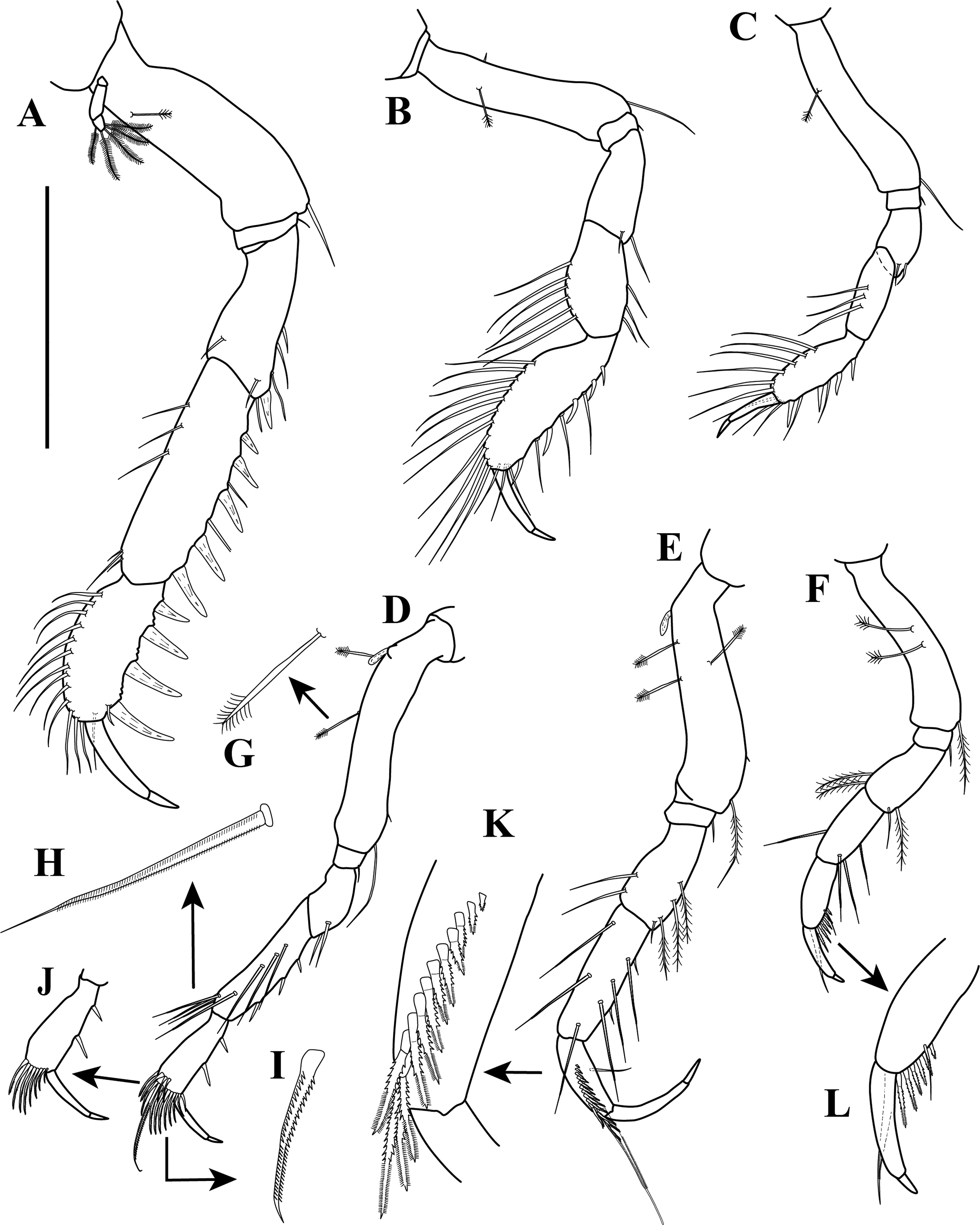 First record of the family Sphyrapodidae Guţu, 1980 (Crustacea ...