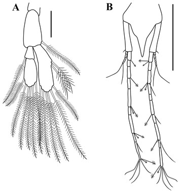 First record of the family Sphyrapodidae Guţu, 1980 (Crustacea ...