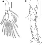 First record of the family Sphyrapodidae Guţu, 1980 (Crustacea ...