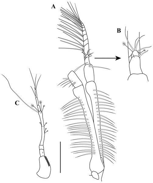 Sphyrapus caribensis sp. nov., paratype male.