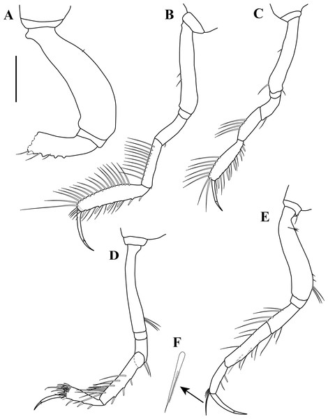 Sphyrapus caribensis sp. nov., paratype male.