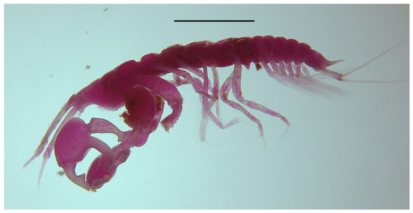 Digital image of Sphyrapus caribensis sp. nov., paratype male.