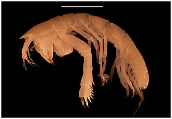 Digital image of Kudinopasternakia siegi, female: lateral view of habitus.