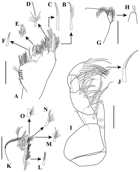 Sphyrapus caribensis sp. nov., paratype female.