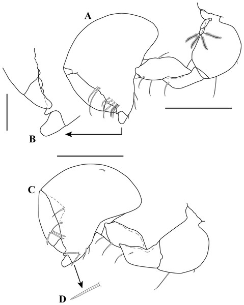 Sphyrapus caribensis sp. nov., paratype female.