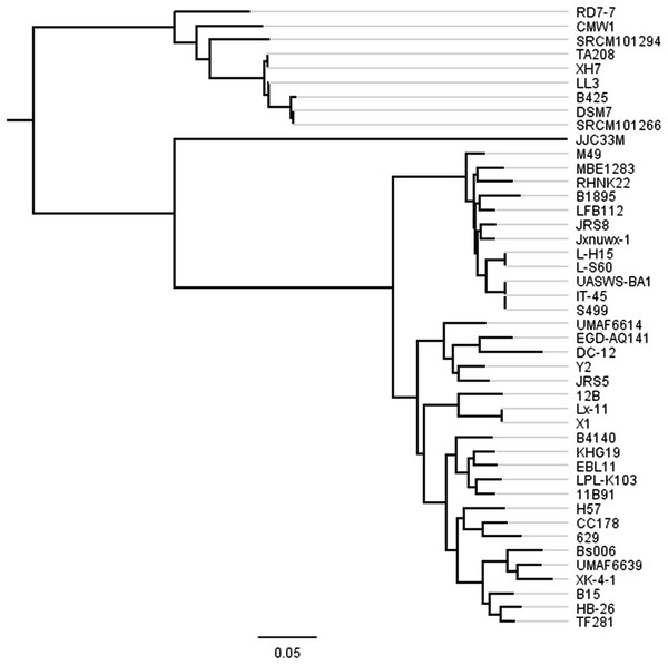Phylogenetic tree of 44 B. amyloliquefaciens strains.