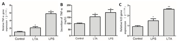 Expression of H19 in MAC-T cells with or without LPS or LTA treatment.