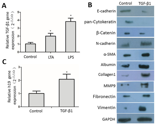 TGF-β1-induced expression of EMT markers, ECM proteins and H19 in MAC-T cells.