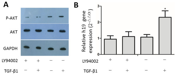 Inhibition of the PI3K/AKT pathway suppressed activation of TGF-β1-induced upregulation of H19 expression.