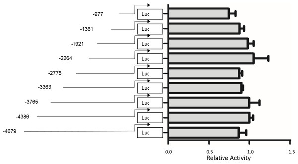 Functional analysis of different lengths of putative promoter sequences of H19 in MAC-T cells.