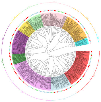 Genome-wide identification and characterization of GRAS transcription ...