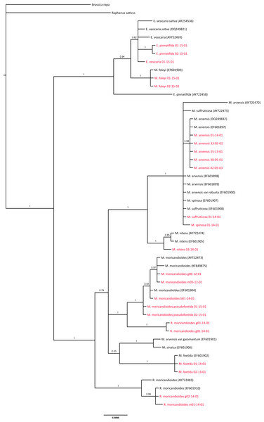 Phylogenetic tree based on ITS sequences from the ITS-set.