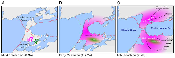 Hypothesis of the biogeography of the genus Moricandia coupled to the geological events at the end of the Miocene (A: Middle Tortonian; B: Early Messinian) and early Pliocene (C: Late Zanclean) in the Betic-Rifean Arch, the Strait of Gibraltar at current times.