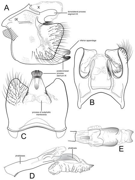 Contulma lina, new species, male genitalia.