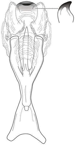 Contulma lina new species, female vaginal apparatus.