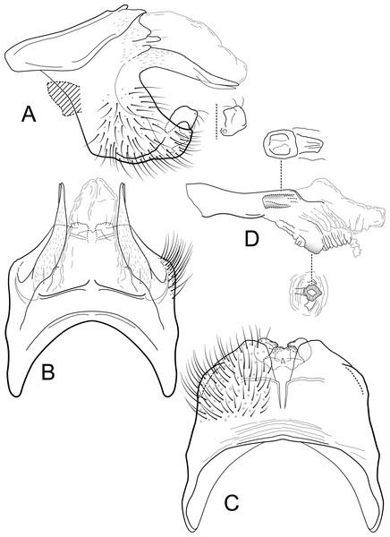 Contulma sangay, new species, male genitalia.