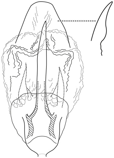 Contulma sangay, new species, female vaginal apparatus.