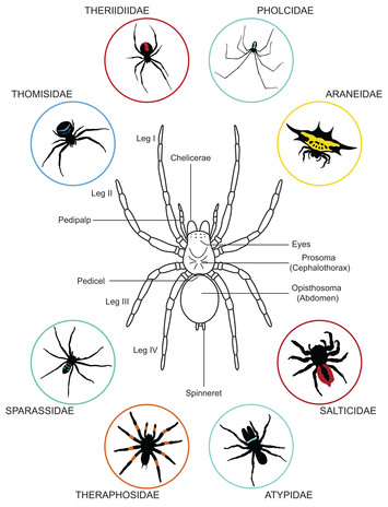 Sicariidae - Wikipedia