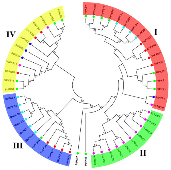 Phylogenetic analysis of PKS genes in upland cotton (Gossypium hirsutum), Populus tremula, Vitis vinifera, Malus domestica, and Arabidopsis thaliana.