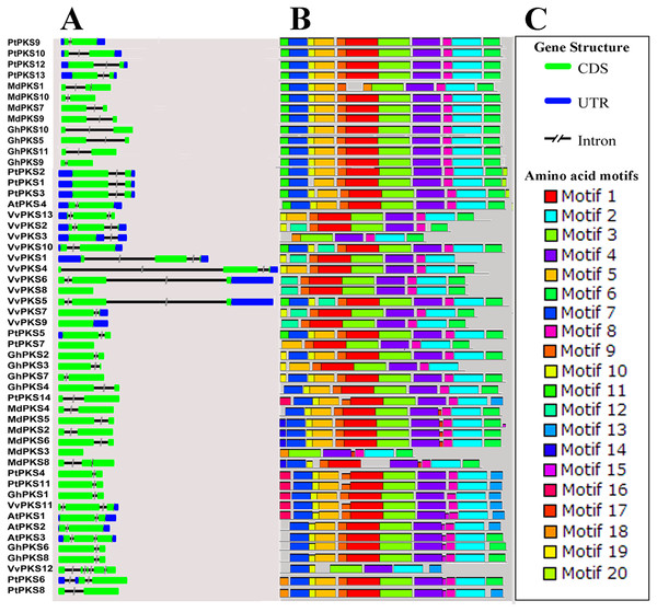 Exon-intron structure and motif composition of PKS genes across five plant species.
