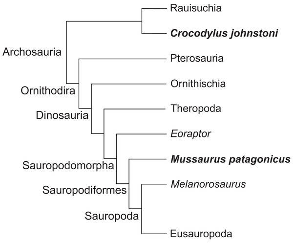 Simplified cladogram of crown group Archosauria depicting the relationships between Crocodylus johnstoni and Mussaurus patagonicus.