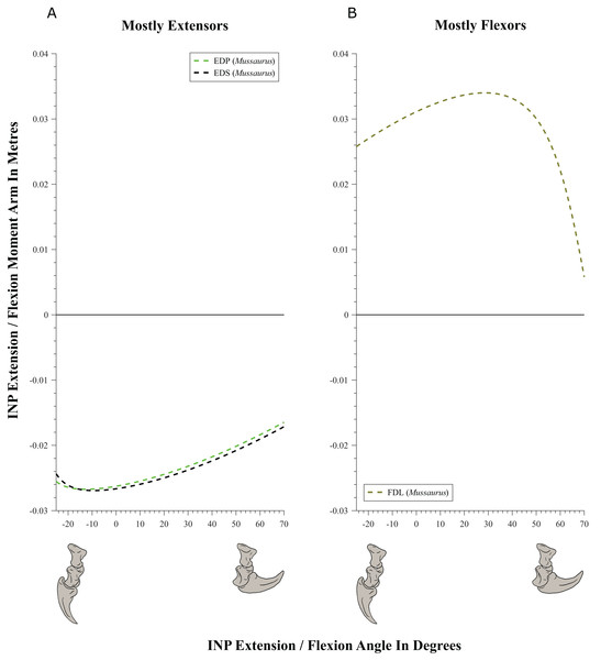 Extension/flexion moment arms (not normalized) around the interphalangeal (INP) joints, plotted against flexion/extension joint angles for Mussaurus.